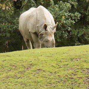 Indian Rhinoceros
