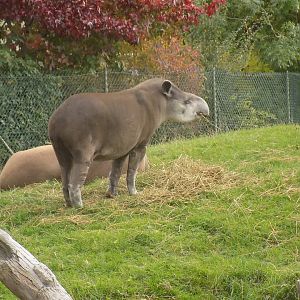 South American Tapir