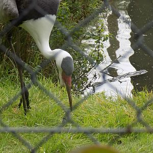 Wattled Crane