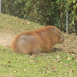 Capybara