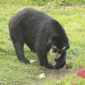 Spectacled Bear