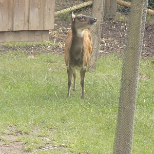 Philippine Spotted Deer