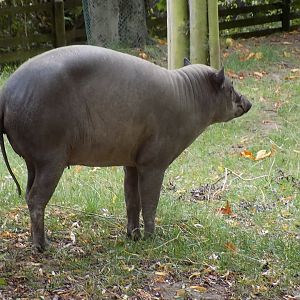 Rear Shot of a North Sulawesi Babirusa