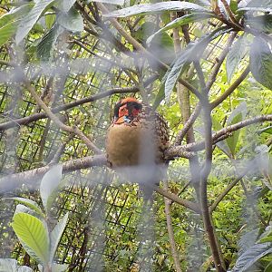 Cabot's Tragopan