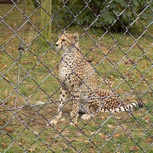 Sudan Cheetah