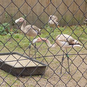 Flamingo Chicks in Wetland Bird Nursery