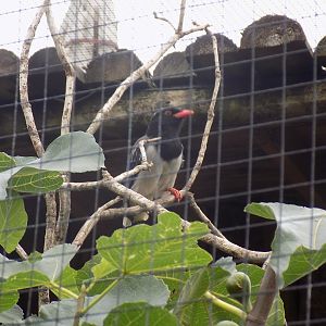 Indian Red-Billed Blue Magpie