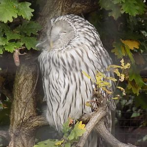 Ural Owl