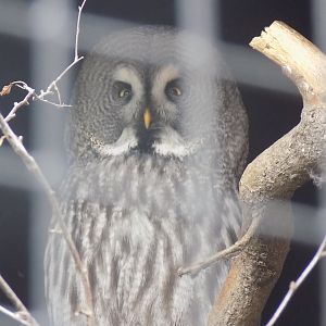 Great Grey Owl