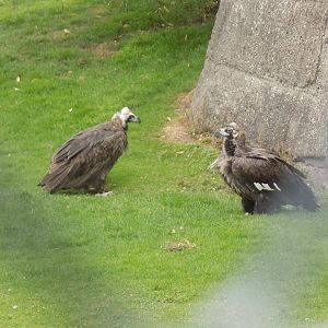 European Black Vulture