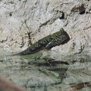 Pearse's Mudskipper
