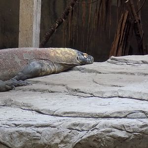 Jantan the Komodo Dragon