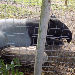Malayan Tapir with Calf