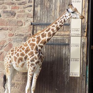 Ever wanted to know how tall a Giraffe is?