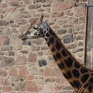 Rothschild's Giraffe