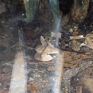 Gaboon Viper