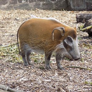 Red River Hog