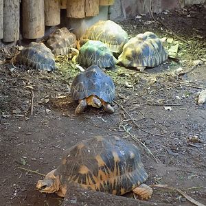 Radiated Tortoises