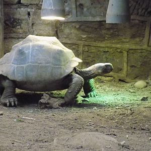 Galapagos Tortoise