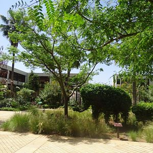 03/05/17  - Exemple of foliage (and topiary) near the entrance