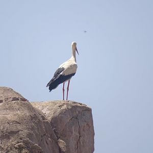 03/05/17 - Wild White stork
