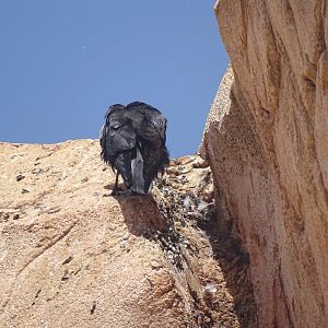 03/05/17 - Wild Jackdaw