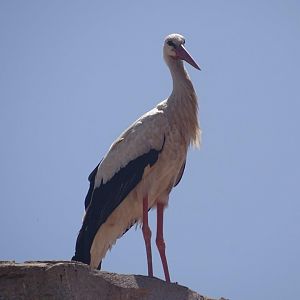 03/05/17 - Wild White stork