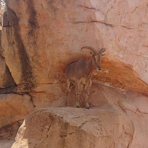 03/05/17 - Barbary sheep
