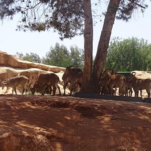 03/05/17 - Barbary sheep exhibits