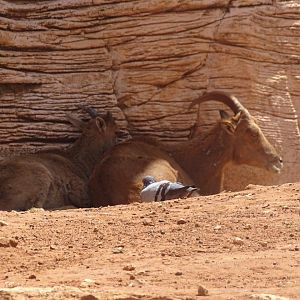 03/05/17 - Barbary sheep