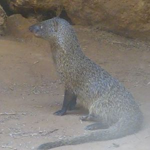 03/05/17 - Egyptian mongoose
