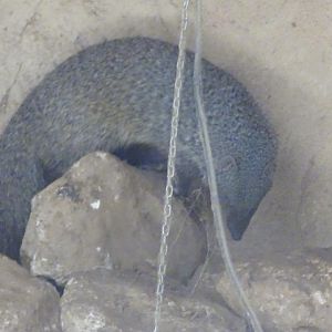 03/05/17 - Egyptian mongoose