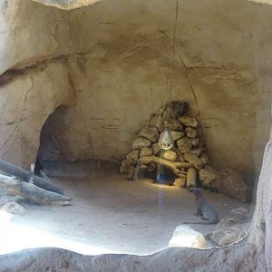 03/05/17 - Egyptian mongoose exhibit