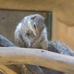 03/05/17 - Barbary ground squirrel