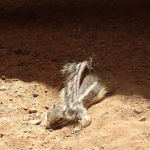 03/05/17 - Barbary ground squirrel resting on the sand