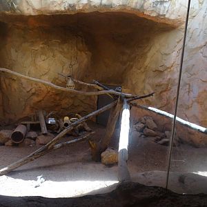 03/05/17 - Barbary ground squirrel exhibit