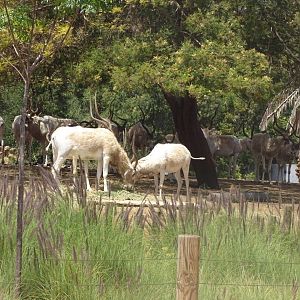 03/05/17 - Addax