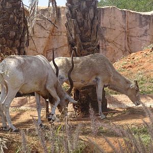 03/05/17 - Addax