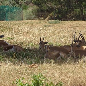 03/05/17 - Dorcas gazelles