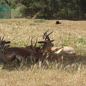 03/05/17 - Dorcas gazelles