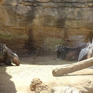 03/05/17 - Crested procupines