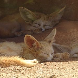 03/05/17 - Fennec fox