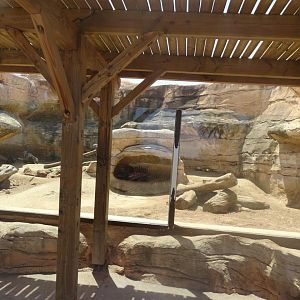 03/05/17 - Crested porcupine exhibit