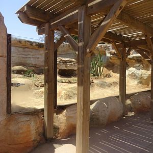 03/05/17 - Fennec fox exhibit