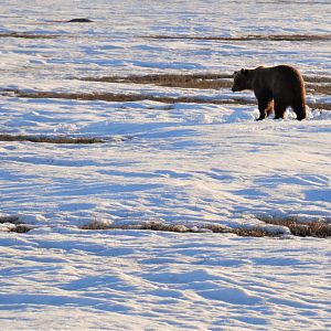Brown Bear - Alaska