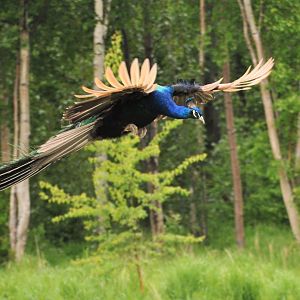 Wayward Peacock - Alaska