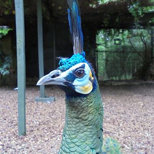 Javan Green Peafowl 2017