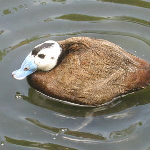 Male white-headed duck 2017