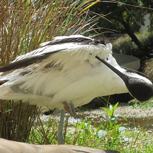 Avocet preening 2017.