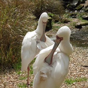 Spoonbills preening 2017